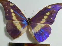 -上海昆虫博物馆