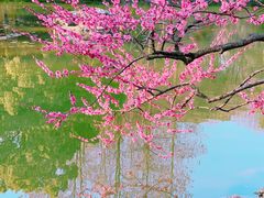 -杭州植物园