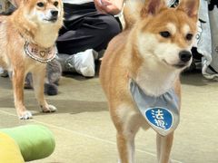 -逗柴咖啡屋·狗咖猫咖宠物桌游
