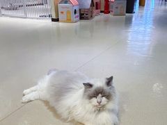 -藏猫猫咖啡主题馆(中央大道店)