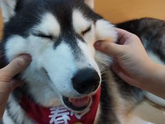 -Husky Go! 哈士奇体验馆·宠物咖啡厅狗咖