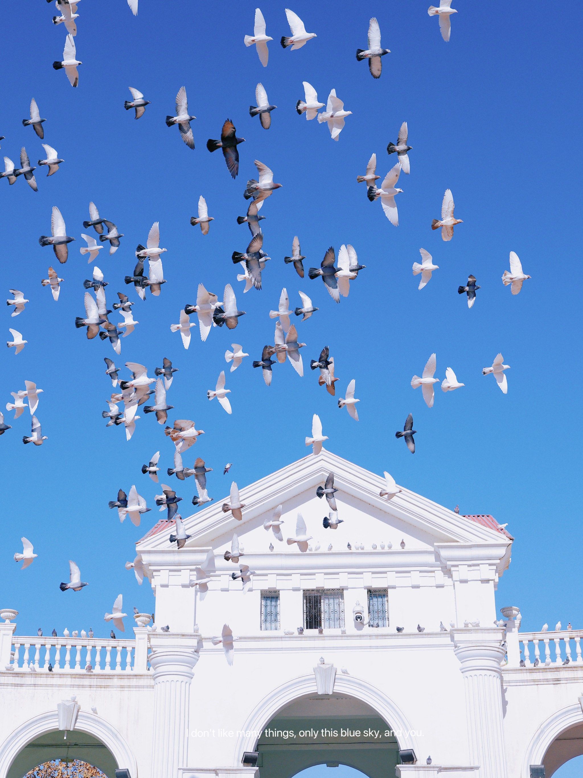 朝阳公园鸽子广场
