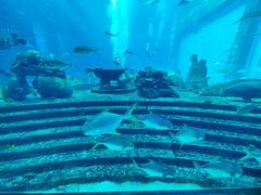 -亚特兰蒂斯•OSSIANO奥西亚诺海底餐厅