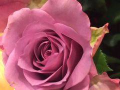 -静岸花卉园艺(三星坊店)