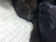 -爱侣宠医·鹦鹉专科·小型哺乳类·异宠专科(灵石路店)