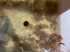-阳澄湖半岛旅游度假区