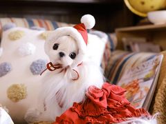 -萌宠之家·腊肠犬·马尔泰·小体犬舍