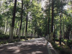 -合肥滨湖国家森林公园