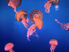 -太平洋海底世界