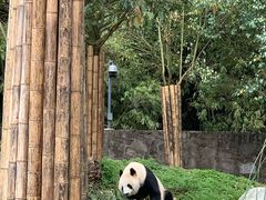 -都江堰中华大熊猫苑