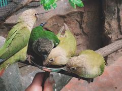 -西霞口神雕山野生动物世界