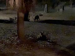 -清迈夜间动物园