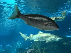 -瑞普利水族馆
