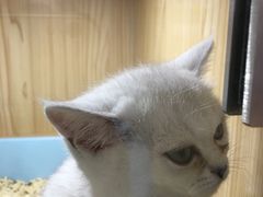 -屋虎猫馆(宝安大仟里店)