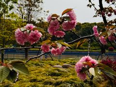 -高东镇樱花园