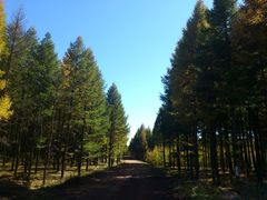 -塞罕坝国家级自然保护区