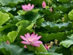 -丁香湖公园