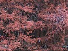 -深圳仙湖植物园