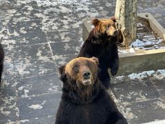 -西霞口神雕山野生动物世界