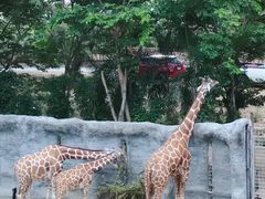 -清迈夜间动物园