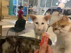 -飞行喵MR PILOT|猫舍·猫咖(静安大融城店)