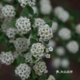 五一赏花指南：北京最美的花儿，这里都有