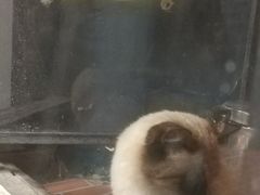 -猫咪博物馆(顶澳仔猫街店)