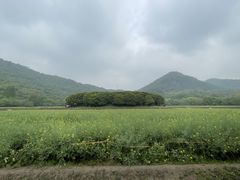 -八卦田遗址公园
