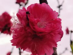 -南国桃园旅游度假区