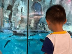 -帝企鹅自助餐厅•儿童岛•真企鹅(长隆企鹅酒店)