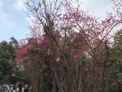 -三圣花乡旅游区