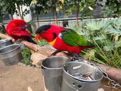 -南宫五洲植物乐园