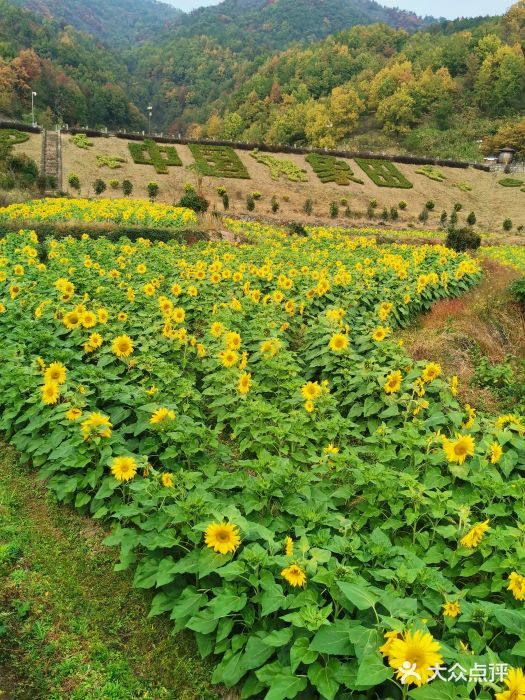 象田油菜花基地图片