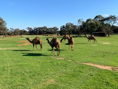 -威勒比开放式动物园