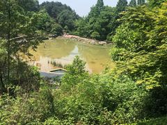 -铁山坪森林公园