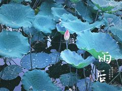 -荔湾湖公园