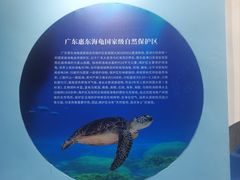 -广东惠东海龟国家级自然保护区