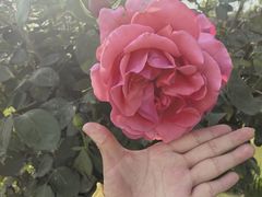 -荷兰花海