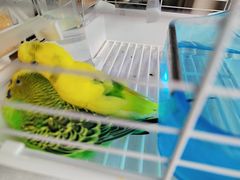 -爱侣宠医·鹦鹉专科·小型哺乳类·异宠专科(灵石路店)