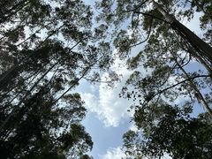 -黄埔油麻山森林公园