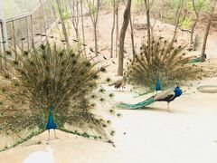 -石家庄市动物园