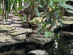 -南山植物园
