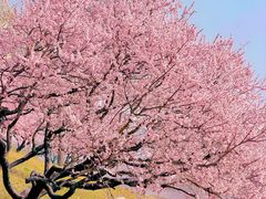-大鸭梨烤鸭(望京店)
