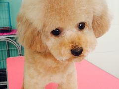 -喵宠乐园·撸猫互动·猫舍