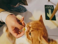 -平行世界·猫咖(首经贸店)