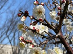 -新虹桥中心花园