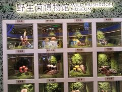 -芸山季·云南山珍菌火锅(南翔印象城MEGA店)