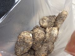 -叶氏麻糍(鼓浪屿店)