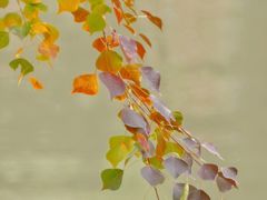 -苏州河梦清园环保主题公园