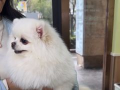 -瑞鹏宠物医院·宠保定点·心脏科·内科(御桥分院)